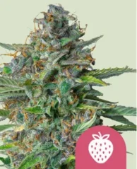 Royal Queen Seeds Kannabisfræ Jarðarberjahósti femíniserað