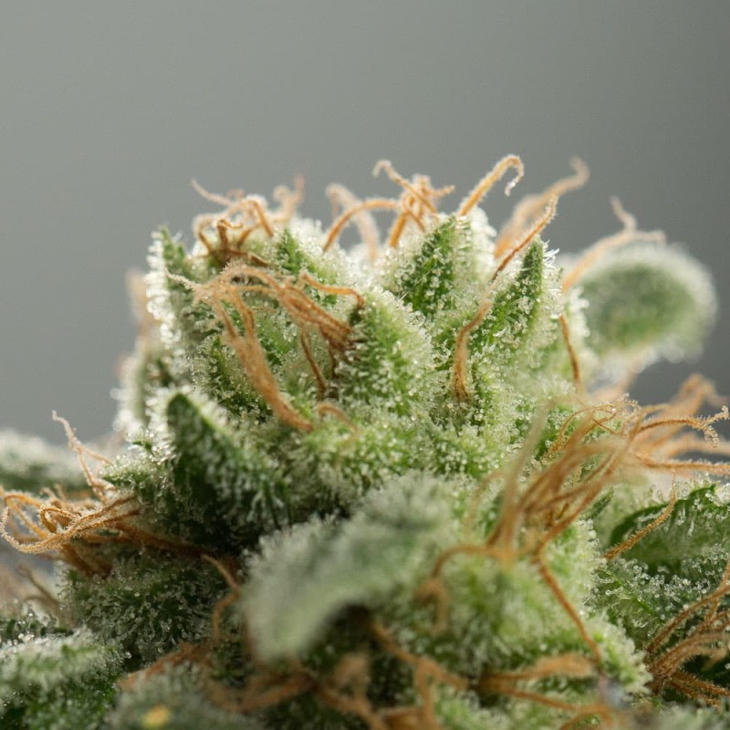 Silent Seeds Seminte de Canabis Lemon Tree Fast By Lemon Tree Feminizate