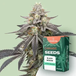 Canntropy Sjeme Black Widow (Feminizirano)
