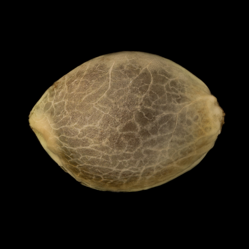 Silent Seeds Seminte exotice de canabis Gorilla Frost feminizate