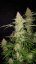 Fast Buds Насіння канабісу Jack Herer Auto