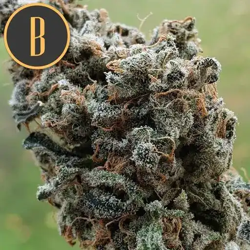 Blimburn Seeds Hanfsamen Zombie Death Fuck Feminisiert