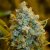 Silent Seeds Graines de cannabis classiques Critical Jack féminisées