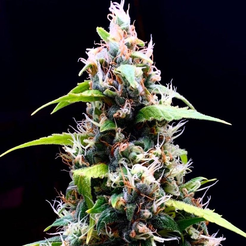 Doctor´s Choice Семена Sour Puffs Photo Feminized