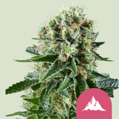 Royal Queen Seeds Semințe de canabis Critical Kush feminizate