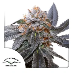 Dutch Passion Насіння коноплі Blue Zushi® Feminized