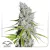 Dutch Passion Kanepiseemned CBD Skunk Haze ® feminiseeritud