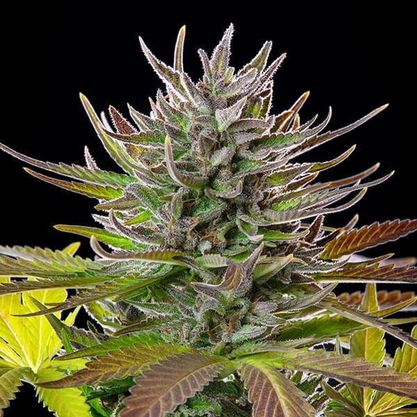 Royal Queen Seeds Semințe de canabis AMG feminizate