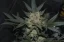 Fast Buds Semi di Cannabis Girl Scout Cookies Auto
