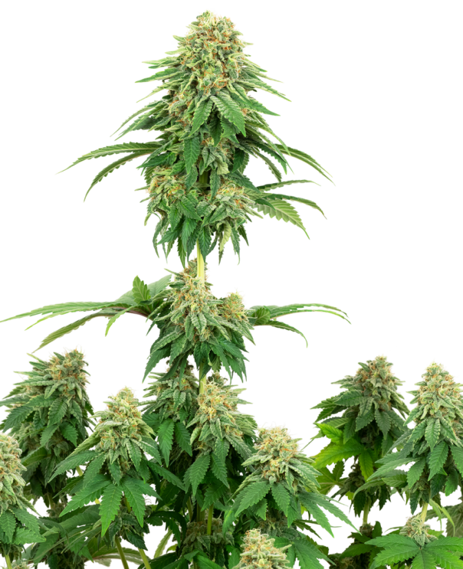 Sensi Seeds Biscuiți cu semințe de canabis Girl scout feminizate de White Label, 3-10 buc.
