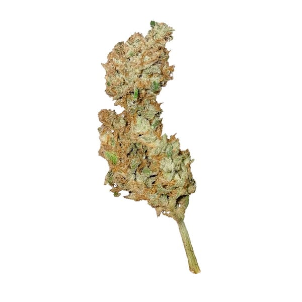 Royal Queen Seeds Seminte de canabis Royal Creamatic Auto