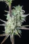 Fast Buds Cannabis Seeds Strawberry Banana Auto