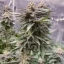 Blimburn Seeds Hanfsamen Girl Scout Cookies Feminisiert