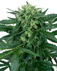 Sensi Seeds Cannabis Seeds Sensi Amnesia Automatic Feminized, 3-10 kpl