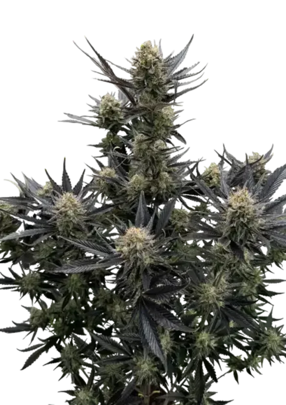 Fast Buds Cannabis Seeds  Guava Auto RF3 Feminized