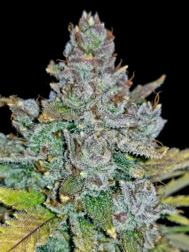 Fast Buds Biji Ganja Blue Dream Auto