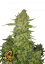 Fast Buds Насіння канабісу Папайя Печиво Авто