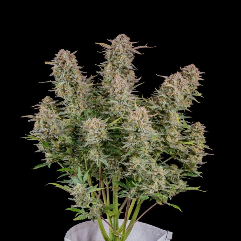 Fast Buds Cannabis Seeds Bruce Banner Auto