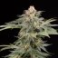 Silent Seeds Seminte de Canabis Lemon Tree Fast By Lemon Tree Feminizate