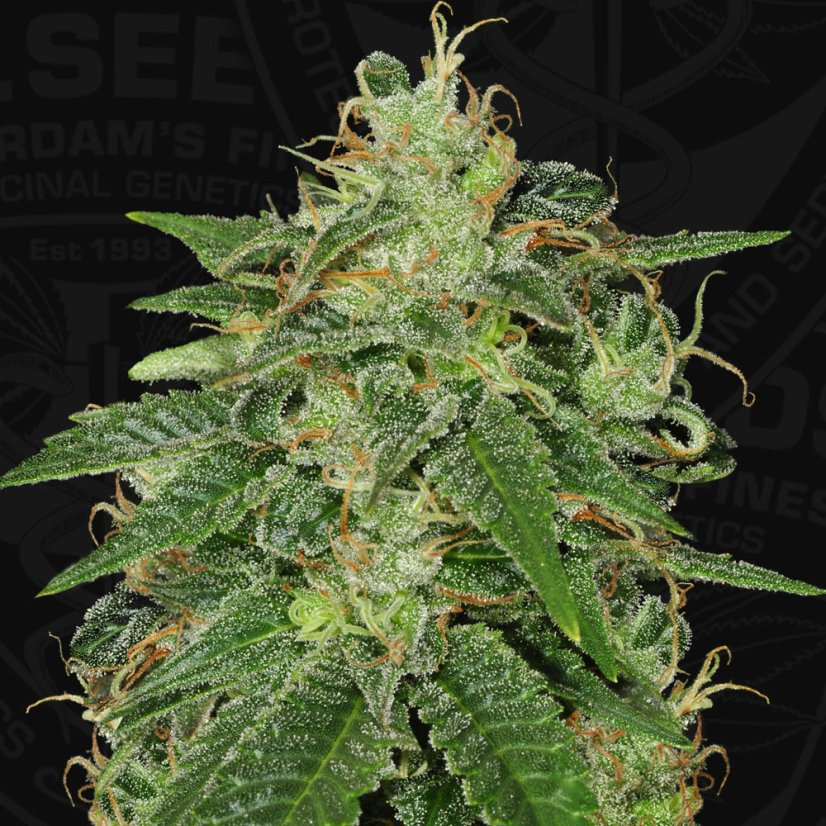 T.H.Seeds™ Semințe de canabis SAGE™, pachet 5+1, feminizate
