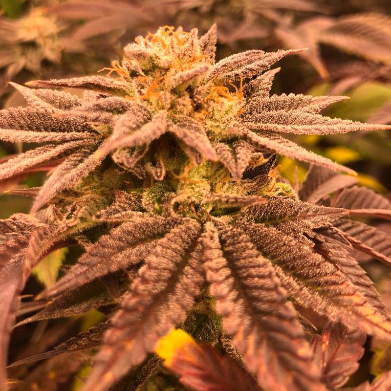 Silent Seeds Seminte exotice de canabis Suc de struguri feminizate