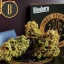 Blimburn Seeds Hanfsamen Zombie Death Fuck Feminisiert