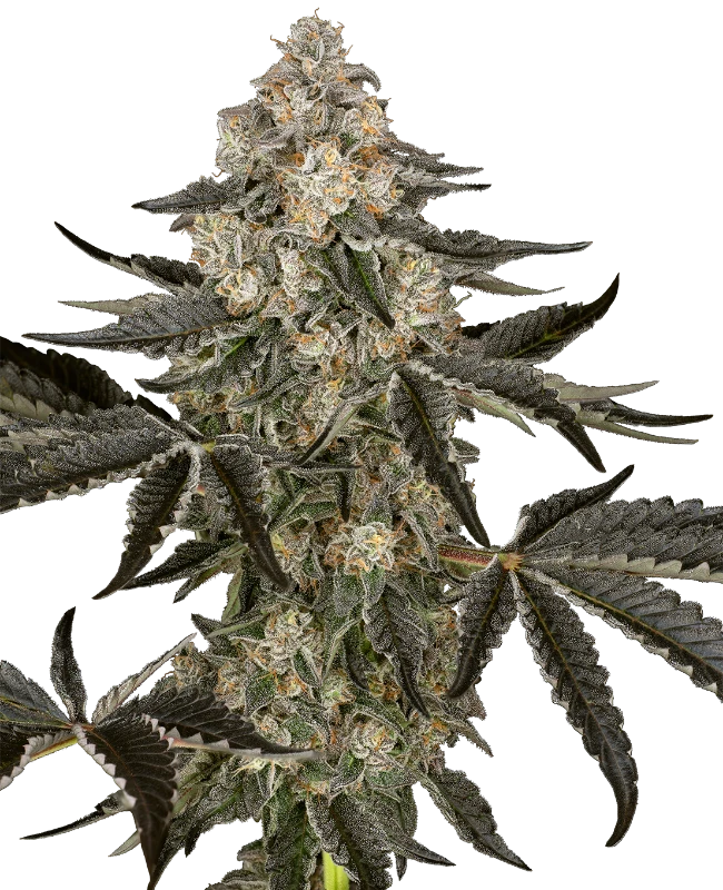 Sensi Seeds Graines de Cannabis Sauvignon Blanc Autofloraison