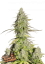 Fast Buds Semi di Cannabis Girl Scout Cookies Auto