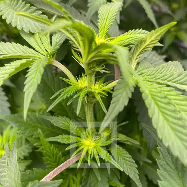 Blimburn Seeds Hanfsamen Girl Scout Cookies Feminisiert