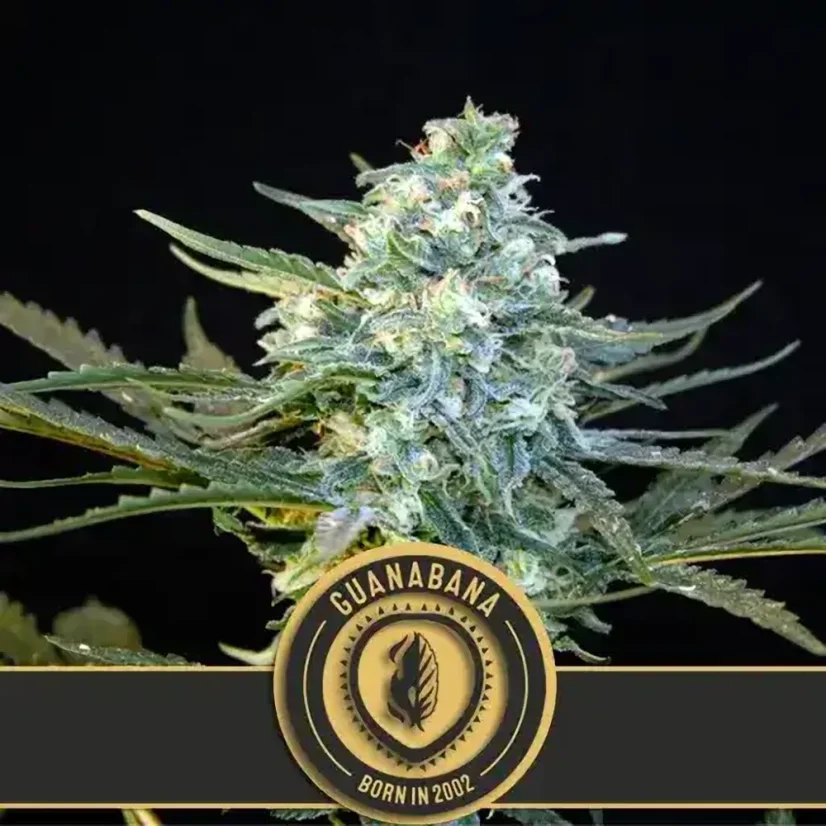 Blimburn Seeds Cannabisfrön Guanabana feminiserade
