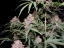 Fast Buds Semi di Cannabis Amnesia Zkittlez Auto