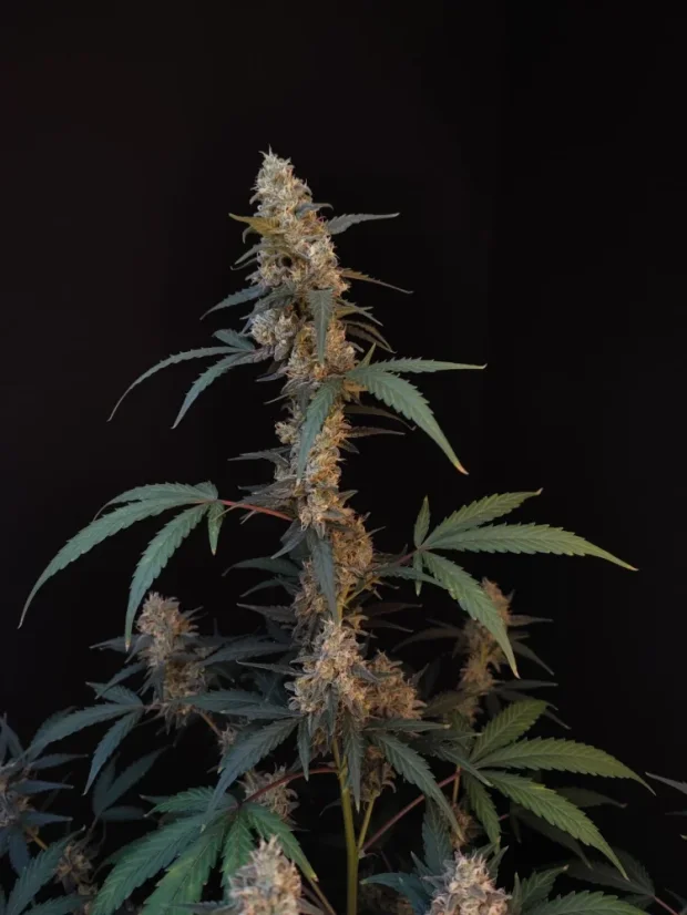 Fast Buds Biji Ganja BubbleGum Auto