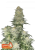 Semillas de Marihuana Fast Buds Wedding Cheesecake FF