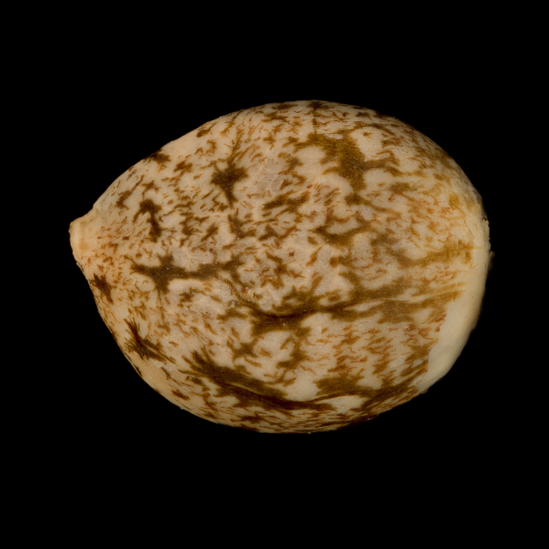 Silent Seeds Classic Cannabis Seeds Critical Mango femminizzato