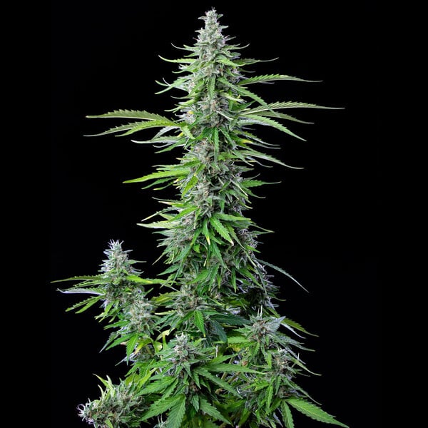 Royal Queen Seeds Seminte de canabis Royal Cookies Auto