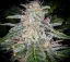 Fast Buds Biji Ganja Blue Dream Auto