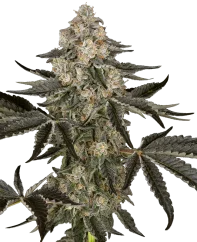Sensi Seeds Graines de Cannabis Sauvignon Blanc Autofloraison