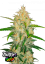 Fast Buds Cannabis Seeds Zkittlez Auto