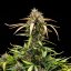 Royal Queen Seeds Semințe de canabis North Thunderfuck Auto