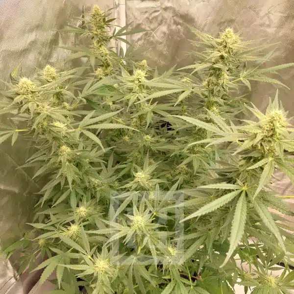 Blimburn Seeds Cannabis Seeds Mamba Negra CBD feminizált