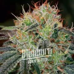 Blimburn Seeds Seminte de canabis Fat Bastard Auto