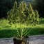 Royal Queen Seeds Seminte de canabis Royal Gorilla Auto