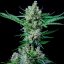 Royal Queen Seeds Семена от канабис Royal Bluematic Auto