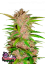 Semințe de Cannabis Fast Buds Fastberry Auto