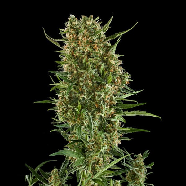 Royal Queen Seeds Semillas de cannabis Royal Critical Auto