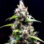 Doctor´s Choice Семена Sour Puffs Photo Feminized
