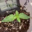 Blimburn Seeds Cannabis Seeds Cafe Racer Feminiseret