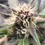 Blimburn Seeds Semințe de canabis Grizzly Purple Auto