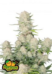 Fast Buds Sjemenke konoplje Marelica Auto