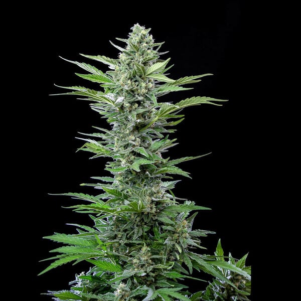 Royal Queen Seeds Semillas de cannabis Royal Critical Auto